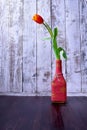 Red and yellow tulip in a pink bottle Royalty Free Stock Photo
