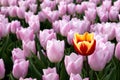 Red yellow tulip and pink tulips