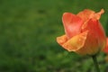 Red yellow tulip after the rain. Details. Royalty Free Stock Photo