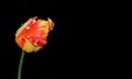 Red-yellow tulip with rain drops on black background. Copy space Royalty Free Stock Photo