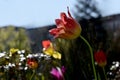 Leaning Tulip on a Sunny Day