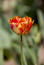 a red and yellow tulip in the spring park Royalty Free Stock Photo