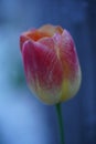 Red yellow tulip springflower