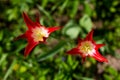 Red yellow Tulip varieties Aladdin record on the background of green grass. Flower close-up. Lily-shaped Tulip. Lilyflowering Royalty Free Stock Photo