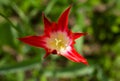 Red yellow Tulip varieties Aladdin record on the background of green grass. Flower close-up. Lily-shaped Tulip. Lilyflowering Royalty Free Stock Photo