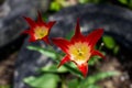 Red yellow Tulip varieties Aladdin record on the background of green grass. Flower close-up. Lily-shaped Tulip. Lilyflowering Royalty Free Stock Photo