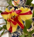 Red and yellow tulip in a vase Royalty Free Stock Photo