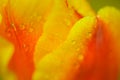 Red yellow tulip with water drops. Orange natural Background. The concept of a holiday, celebration, women`s day, spring. Royalty Free Stock Photo