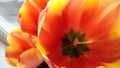 Red and yellow tulip on the window Royalty Free Stock Photo