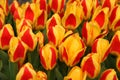 Red-Yellow Tulips Royalty Free Stock Photo