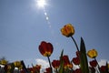 Red-yellow tulips against the blue sky. Red flowers. Bottom view Royalty Free Stock Photo