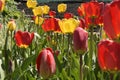 Red-yellow tulips against the blue sky. Red flowers. Bottom view Royalty Free Stock Photo