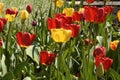 Red-yellow tulips against the blue sky. Red flowers. Bottom view Royalty Free Stock Photo