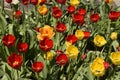 Red-yellow tulips against the blue sky. Red flowers. Bottom view Royalty Free Stock Photo