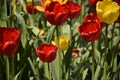 Red-yellow tulips against the blue sky. Red flowers. Bottom view Royalty Free Stock Photo