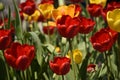 Red-yellow tulips against the blue sky. Red flowers. Bottom view Royalty Free Stock Photo