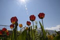 Red-yellow tulips against the blue sky. Red flowers. Bottom view Royalty Free Stock Photo