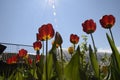 Red-yellow tulips against the blue sky. Red flowers. Bottom view Royalty Free Stock Photo