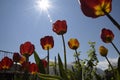 Red-yellow tulips against the blue sky. Red flowers. Bottom view Royalty Free Stock Photo