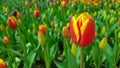 Red yellow tulips against green foliage background Royalty Free Stock Photo