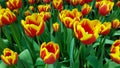 Red yellow tulips against green foliage background Royalty Free Stock Photo