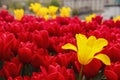 Red and Yellow Tulips Amsterdam Royalty Free Stock Photo