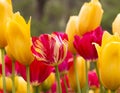 Red and yellow tulips, Araluen Botanic Park, Perth, Australia Royalty Free Stock Photo