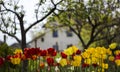 Red and yellow tulips bloom in the garden background. Bright spring flowers. The house in the background