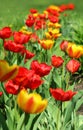 Red and yellow tulips in bloom on springtime flower bed Royalty Free Stock Photo