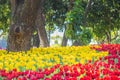 Red and yellow tulips are blooming in the garden. Beautiful floral background. Flowerbed with flowers. Close-up photo tulip Royalty Free Stock Photo