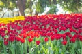 Red and yellow tulips are blooming in the garden. Beautiful floral background. Flowerbed with flowers. Close-up photo tulip Royalty Free Stock Photo