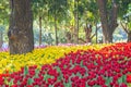 Red and yellow tulips are blooming in the garden Royalty Free Stock Photo