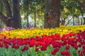 Red and yellow tulips are blooming in the garden. Beautiful floral background. Royalty Free Stock Photo