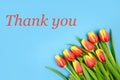 Red-yellow tulips on a blue background with the inscription THANK YOU,in red letters. Royalty Free Stock Photo