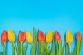 Red and yellow tulips on blue pastel background Royalty Free Stock Photo