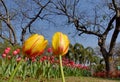 Red and yellow tulips with blue sky and dry tree Royalty Free Stock Photo