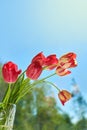 Red and red-yellow tulips bouquet stand in a crystal vase against the greenery and sky. Congratulations and cards for Royalty Free Stock Photo