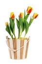 It is red-yellow tulips in a bucket Royalty Free Stock Photo