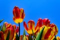 Red and Yellow Tulips with Clear Blue Sky background Royalty Free Stock Photo