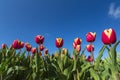 Red yellow tulips close-up against a blue sky