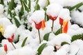Red and yellow tulips covered with fresh snow Royalty Free Stock Photo