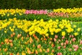 Tulips and bluebell flowerbed