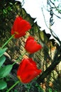 Red tulips detail Royalty Free Stock Photo