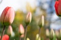 Red tulips closed blossom with yellow background at blue cloudy sky Royalty Free Stock Photo