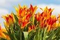 Red with yellow tulips on a Dutch farm field Royalty Free Stock Photo