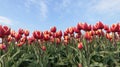 Red with yellow tulips in a field against a blue sky Royalty Free Stock Photo