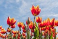 Red with yellow tulips in a field against a blue sky Royalty Free Stock Photo