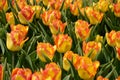 Red and yellow tulips Royalty Free Stock Photo