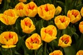 Red and yellow tulips Royalty Free Stock Photo