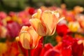 Red and Yellow Tulips in a Field in Michigan in Spring Royalty Free Stock Photo